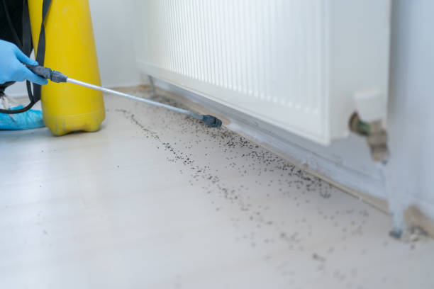 Best Pest Control Near Me  in Aiea, HI